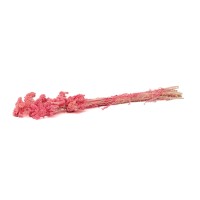 PHOCEALYS│Achillée filipendula stabilisée│vente aux pros│Grossiste