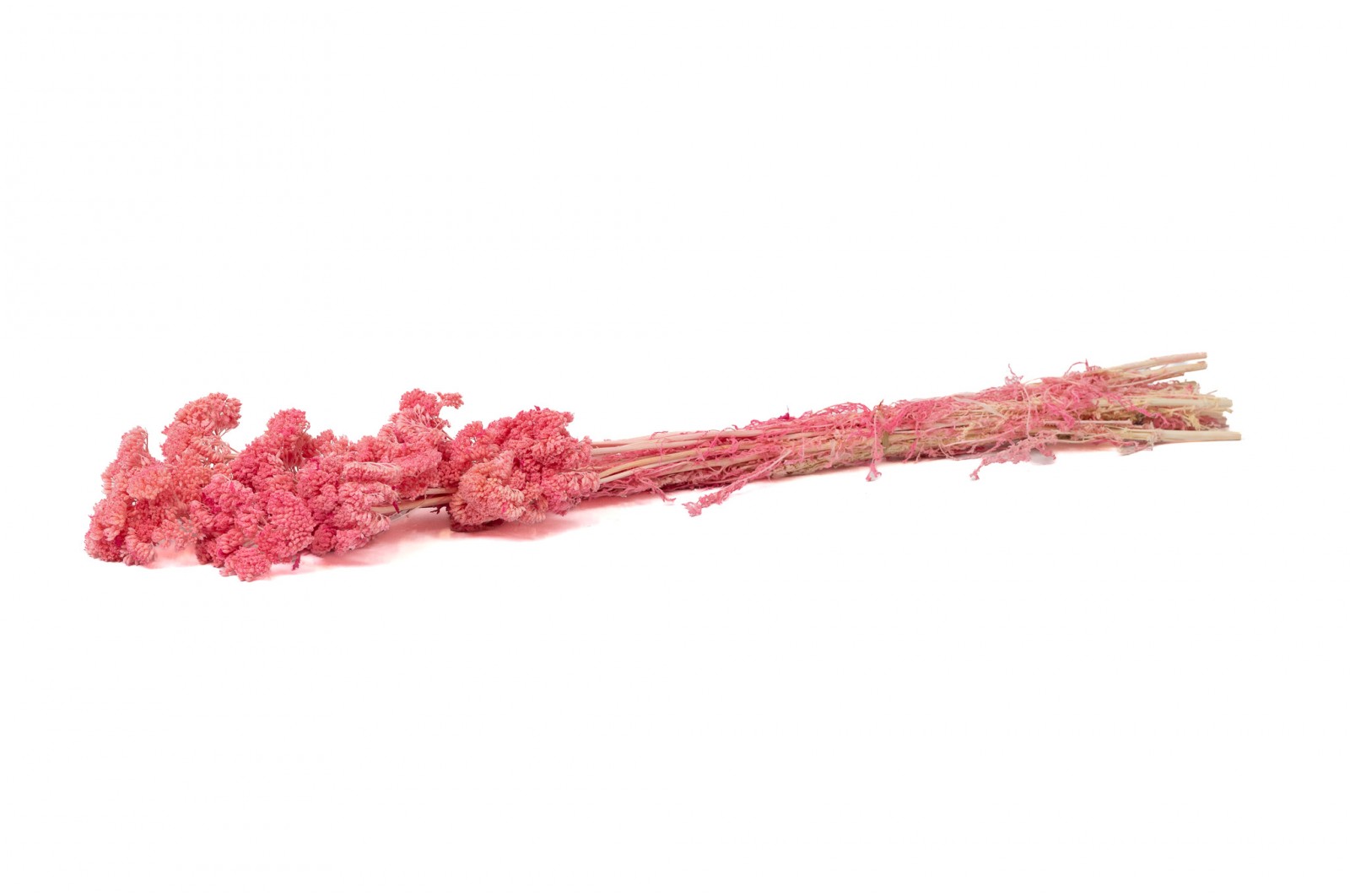 PHOCEALYS│Achillée filipendula stabilisée│vente aux pros│Grossiste