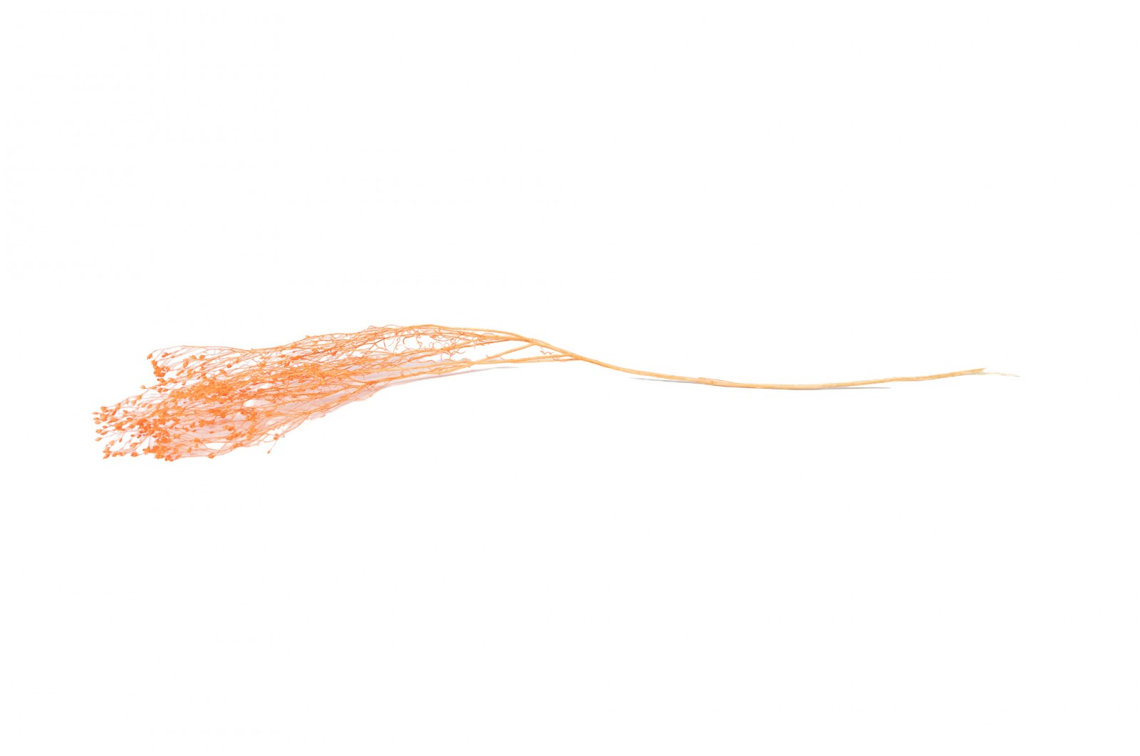 PHOCEALYS │Broom bloom sec│vente aux pros│Grossiste en fleurs séchées