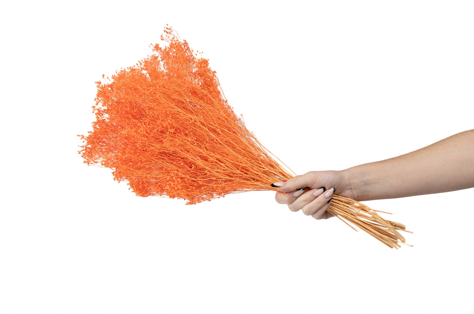PHOCEALYS │Broom bloom sec│vente aux pros│Grossiste en fleurs séchées