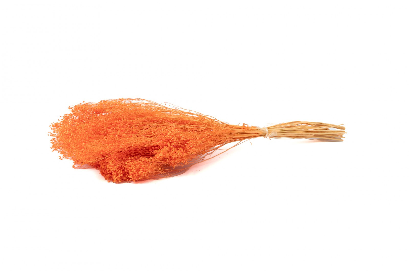 PHOCEALYS │Broom bloom sec│vente aux pros│Grossiste en fleurs séchées
