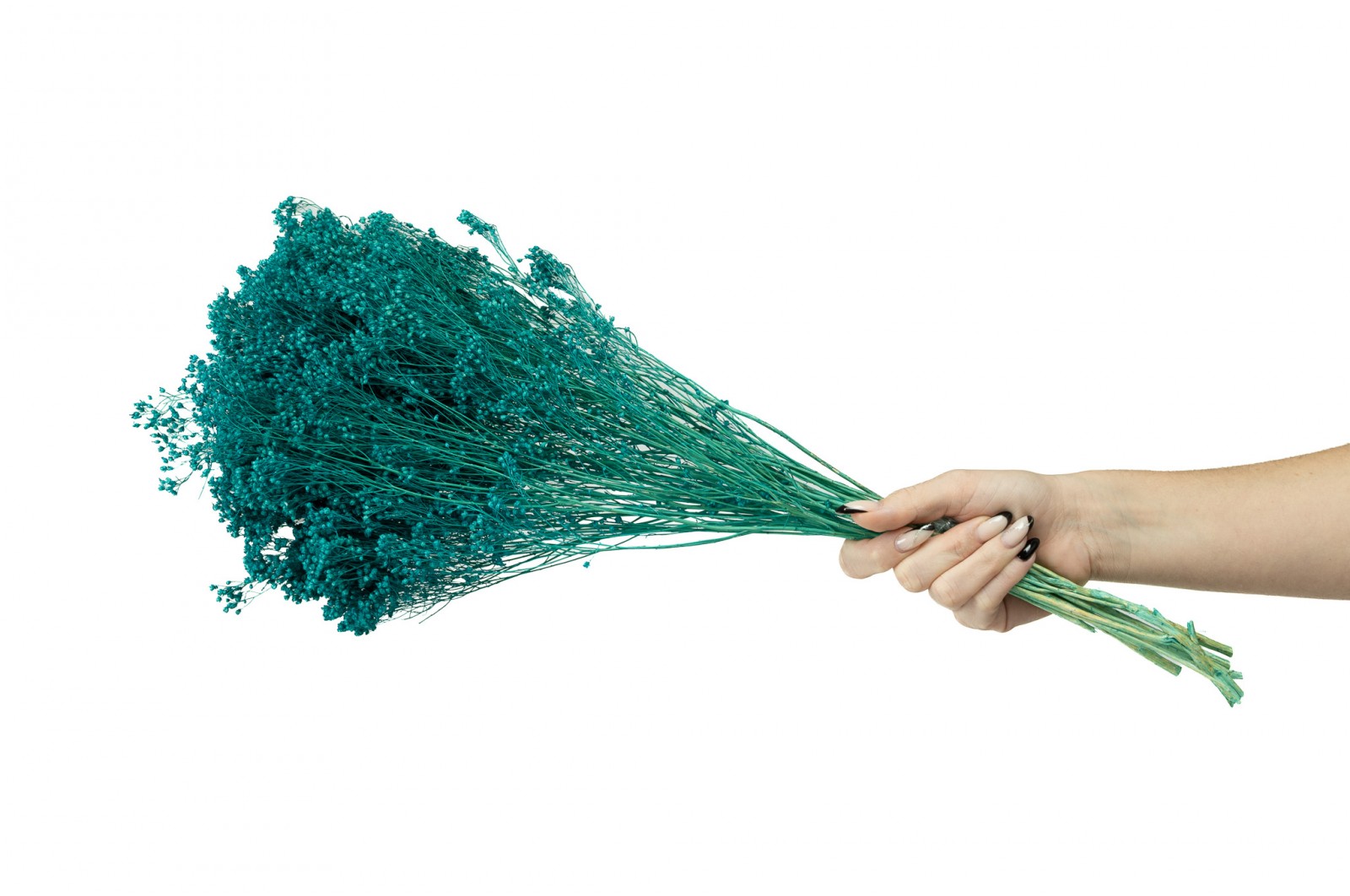 PHOCEALYS │Broom bloom sec│vente aux pros│Grossiste en fleurs séchées