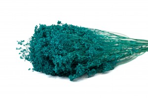 PHOCEALYS │Broom bloom sec│vente aux pros│Grossiste en fleurs séchées