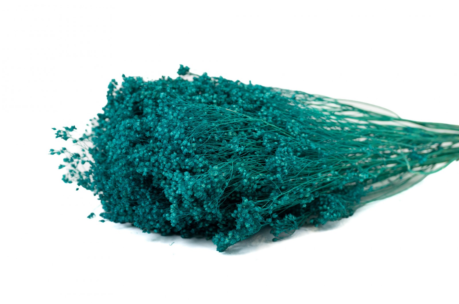 PHOCEALYS │Broom bloom sec│vente aux pros│Grossiste en fleurs séchées