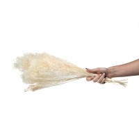 PHOCEALYS │Broom bloom sec│vente aux pros│Grossiste en fleurs séchées