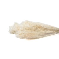 PHOCEALYS │Broom bloom sec│vente aux pros│Grossiste en fleurs séchées