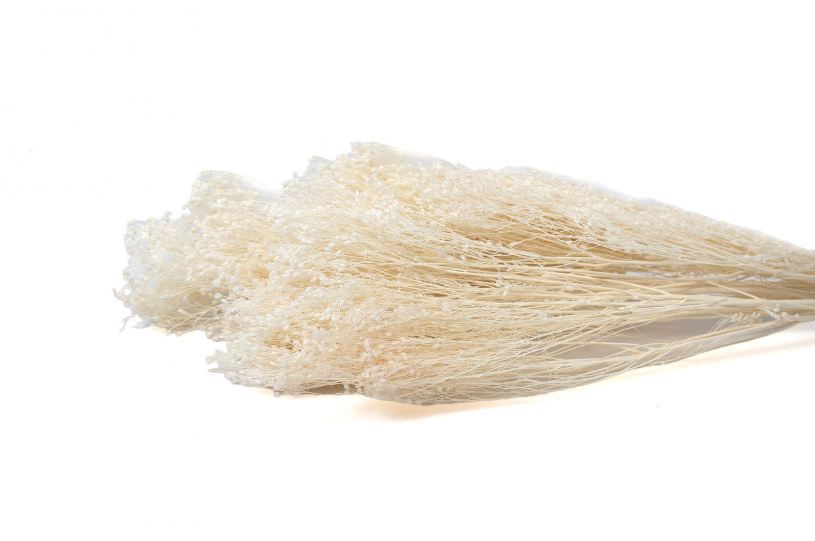 PHOCEALYS │Broom bloom sec│vente aux pros│Grossiste en fleurs séchées