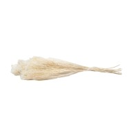PHOCEALYS │Broom bloom sec│vente aux pros│Grossiste en fleurs séchées