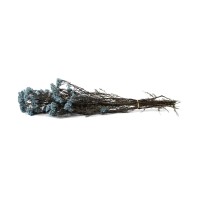 Diosmi stabilisé│vente aux pros│Grossiste en végétaux stabilisées