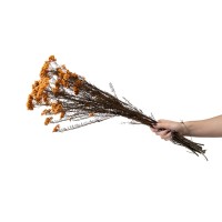 Diosmi stabilisé│vente aux pros│Grossiste en végétaux stabilisées