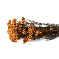 Diosmi stabilisé│vente aux pros│Grossiste en végétaux stabilisées