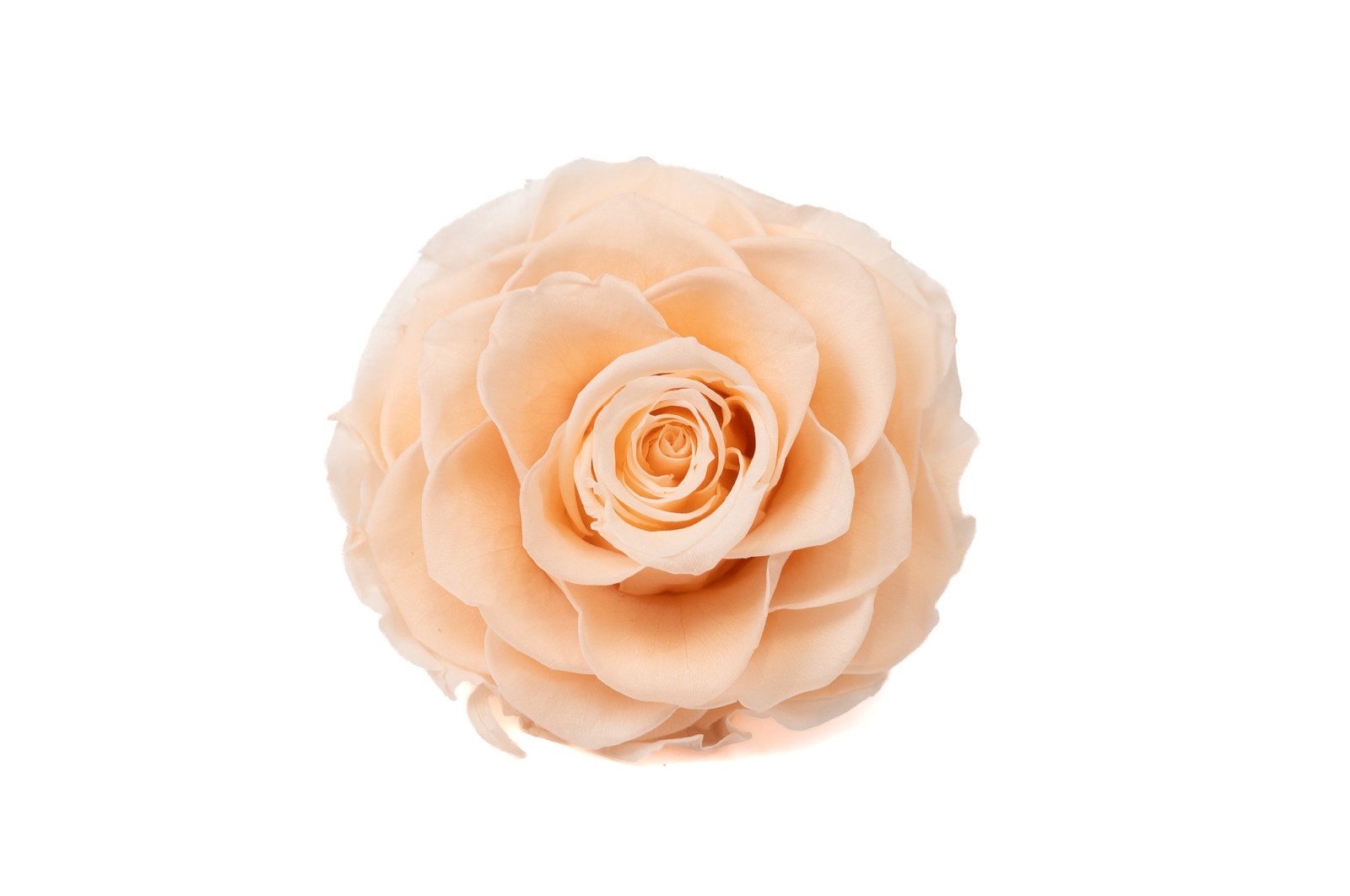 PHOCEALYS │Têtes de roses stabilisées  │vente aux pros│Grossiste
