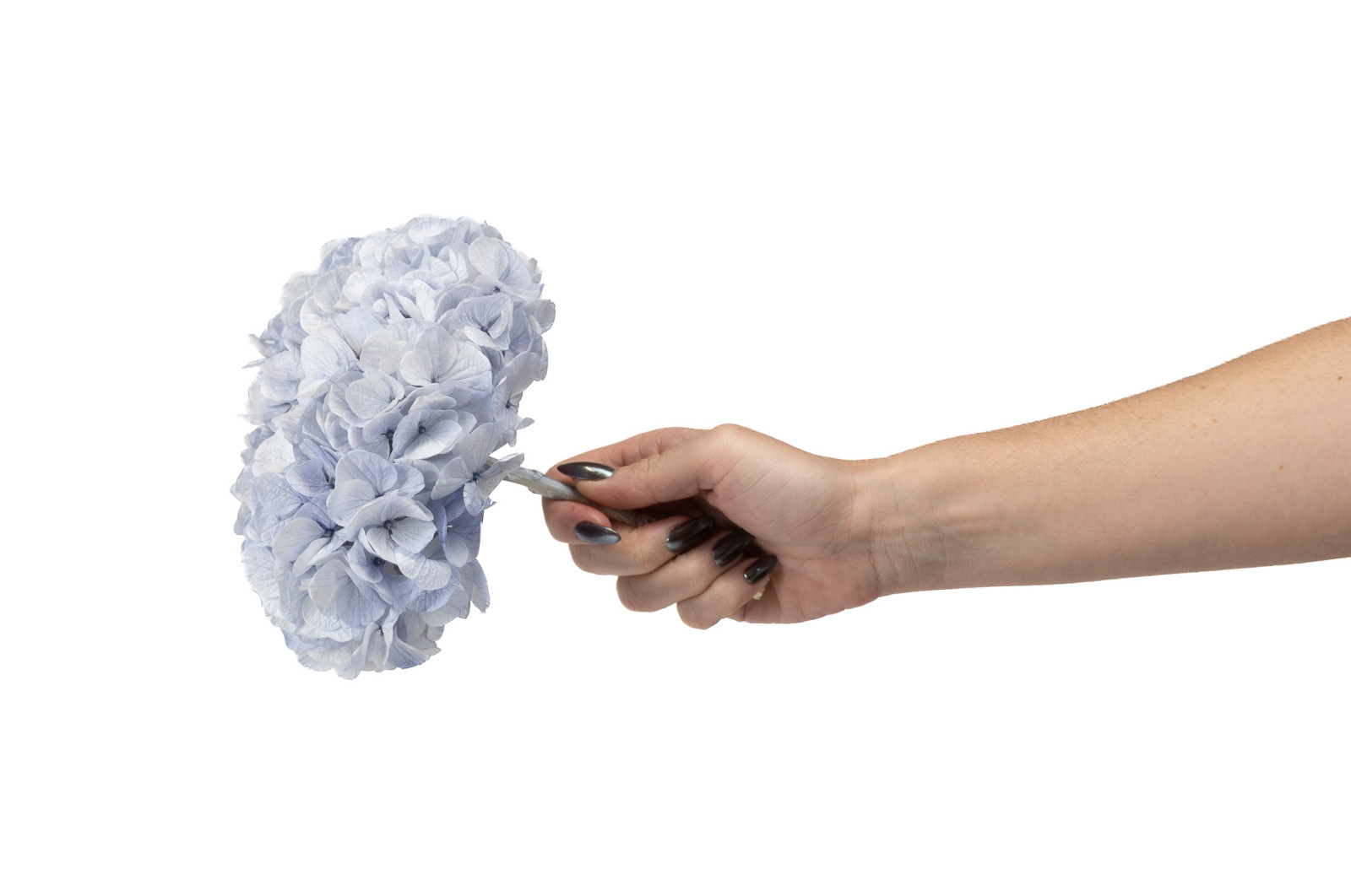 PHOCEALYS│Hortensia Kiara stabilisé Ø 14-20 cm│vente aux pros│Grossiste en végétaux stabilisées