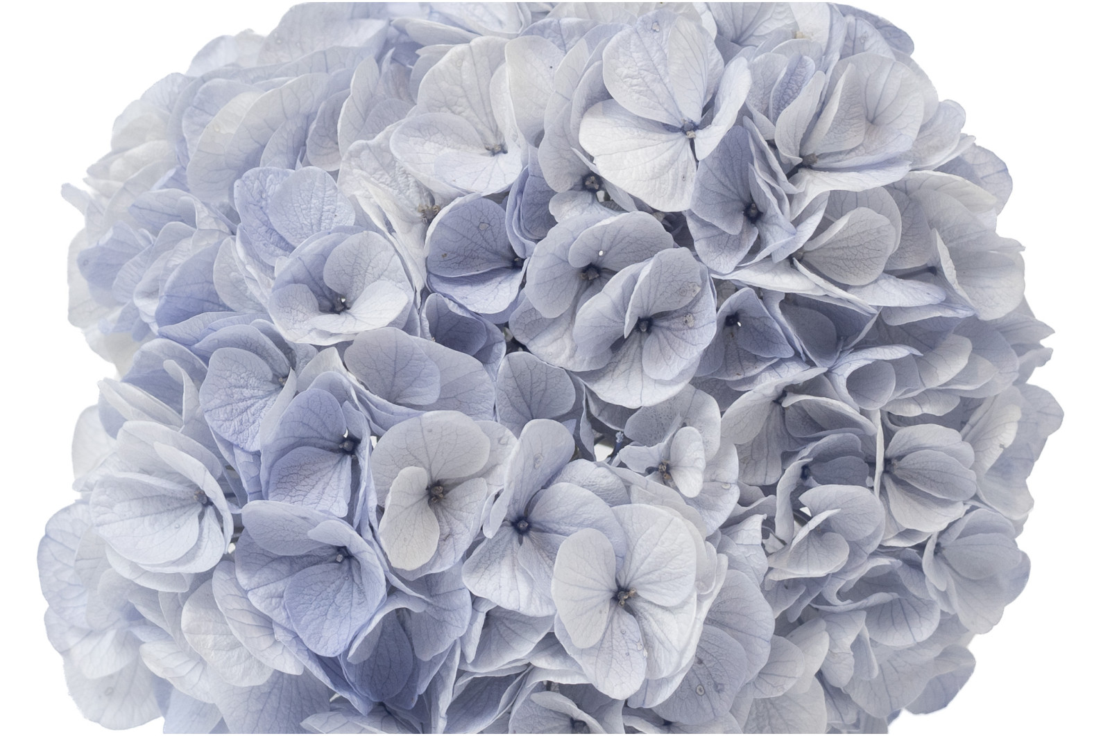 PHOCEALYS│Hortensia Kiara stabilisé Ø 14-20 cm│vente aux pros│Grossiste en végétaux stabilisées
