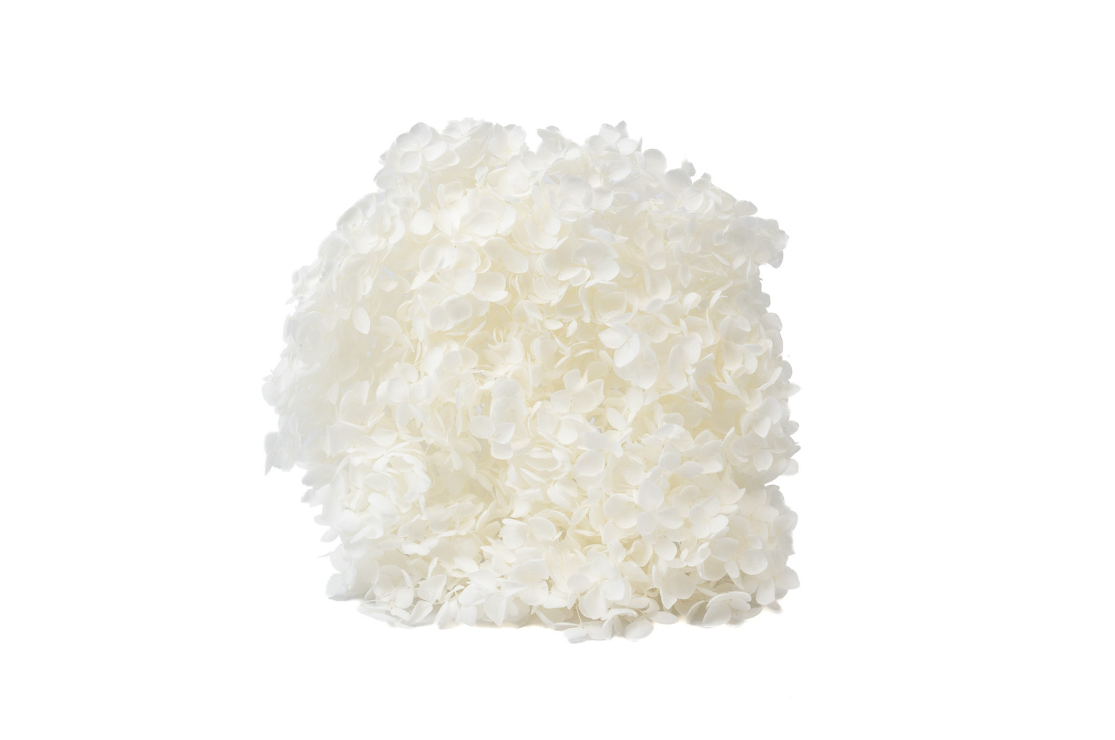 Hortensia Anna stabilisé│vente aux pros│Grossiste en végétaux stabilisées