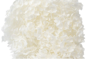 Hortensia Anna stabilisé│vente aux pros│Grossiste en végétaux stabilisées