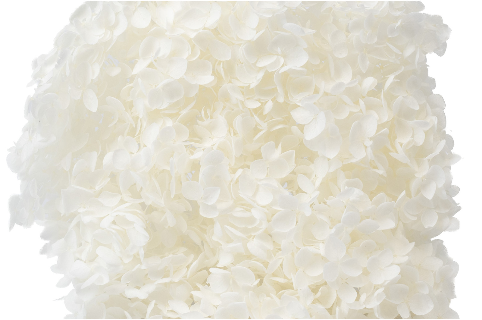 Hortensia Anna stabilisé│vente aux pros│Grossiste en végétaux stabilisées