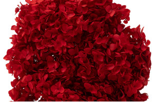 Hortensia Anna stabilisé│vente aux pros│Grossiste en végétaux stabilisées