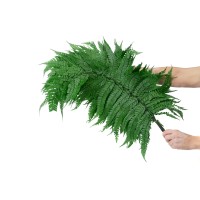 Fougère cannelle stabilisée│vente aux pros│Grossiste