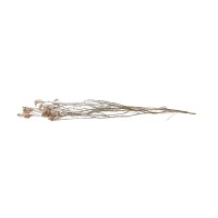 PHOCEALYS│Limonium Sinensis stabilisé│vente aux pros│Grossiste en végétaux stabilisées