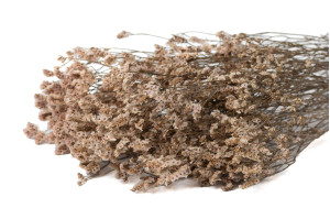 PHOCEALYS│Limonium Sinensis stabilisé│vente aux pros│Grossiste en végétaux stabilisées