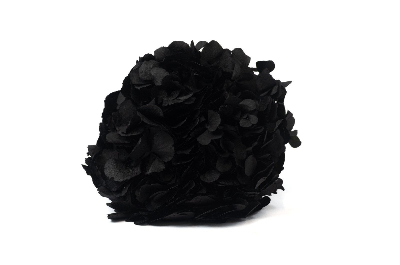 PHOCEALYS│Hortensia stabilisé│vente aux pros│Grossiste en végétaux stabilisées