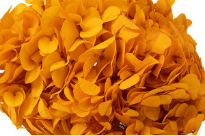 PHOCEALYS│Hortensia stabilisé│vente aux pros│Grossiste en végétaux stabilisées
