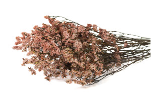 Limonium stabilisé│vente aux pros│Grossiste en végétaux stabilisées