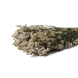 PHOCEALYS│Preserved flowered Limonium│Sale to pros│Wholesaler