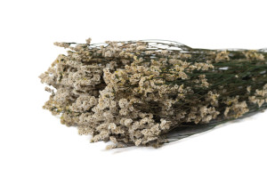PHOCEALYS│Limonium fleuri stabilisé│vente aux pros│Grossiste