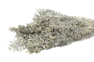 PHOCEALYS │Ruscus sec │vente aux pros│Grossiste en fleurs séchées