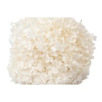 Hortensia Anna stabilisé│vente aux pros│Grossiste en végétaux stabilisées