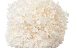 Hortensia Anna stabilisé│vente aux pros│Grossiste en végétaux stabilisées
