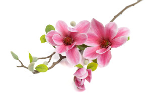 PHOCEALYS│Magnolia artificiel│Grossiste en végétaux artificiels
