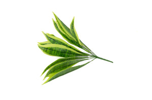 PHOCEALYS│Sansevieria artificiel piquet│Grossiste en végétaux artificiels