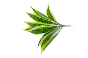 PHOCEALYS│Sansevieria artificiel piquet│Grossiste en végétaux artificiels