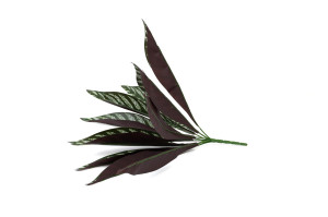 PHOCEALYS│Calathéa artificiel piquet│Grossiste en végétaux artificiels