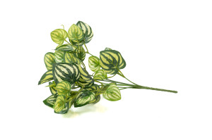 PHOCEALYS│Peperomia artificiel piquet │Grossiste en végétaux artificiels