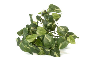 PHOCEALYS│Pothos artificiel piquet│Grossiste en végétaux artificiels