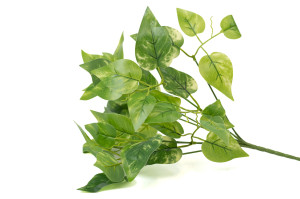 PHOCEALYS│Pothos artificiel piquet│Grossiste en végétaux artificiels