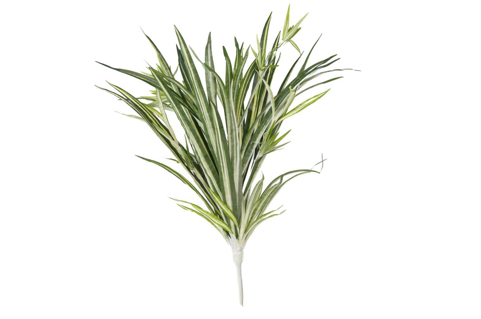 PHOCEALYS│Chlorophytum artificiel piquet │Grossiste en végétaux artificiels