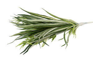 PHOCEALYS│Chlorophytum artificiel piquet │Grossiste en végétaux artificiels