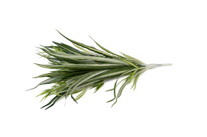 PHOCEALYS│Chlorophytum artificiel piquet │Grossiste en végétaux artificiels