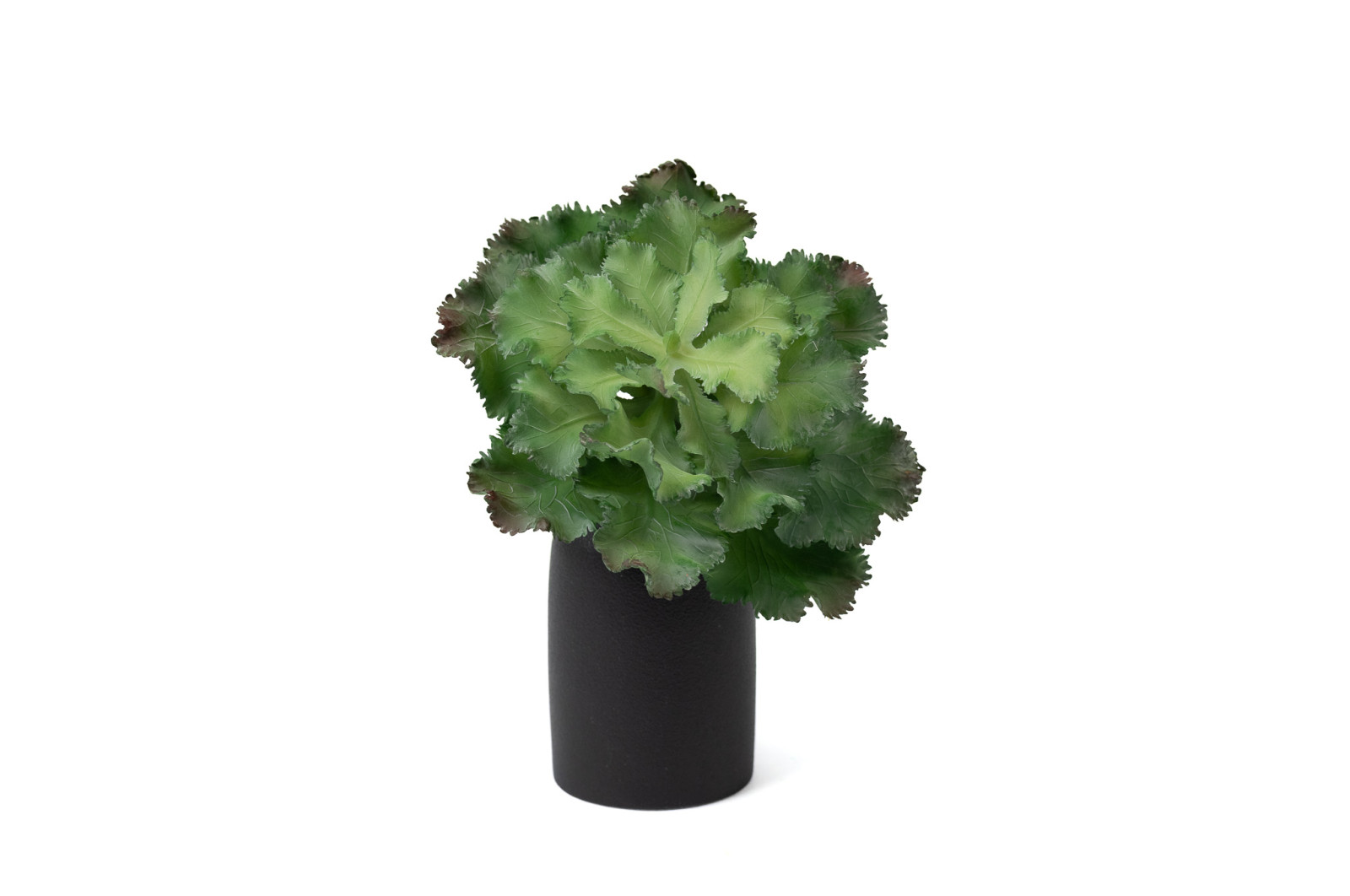 PHOCEALYS│Crassula - succulente artificielle piquet│Grossiste en végétaux artificiels