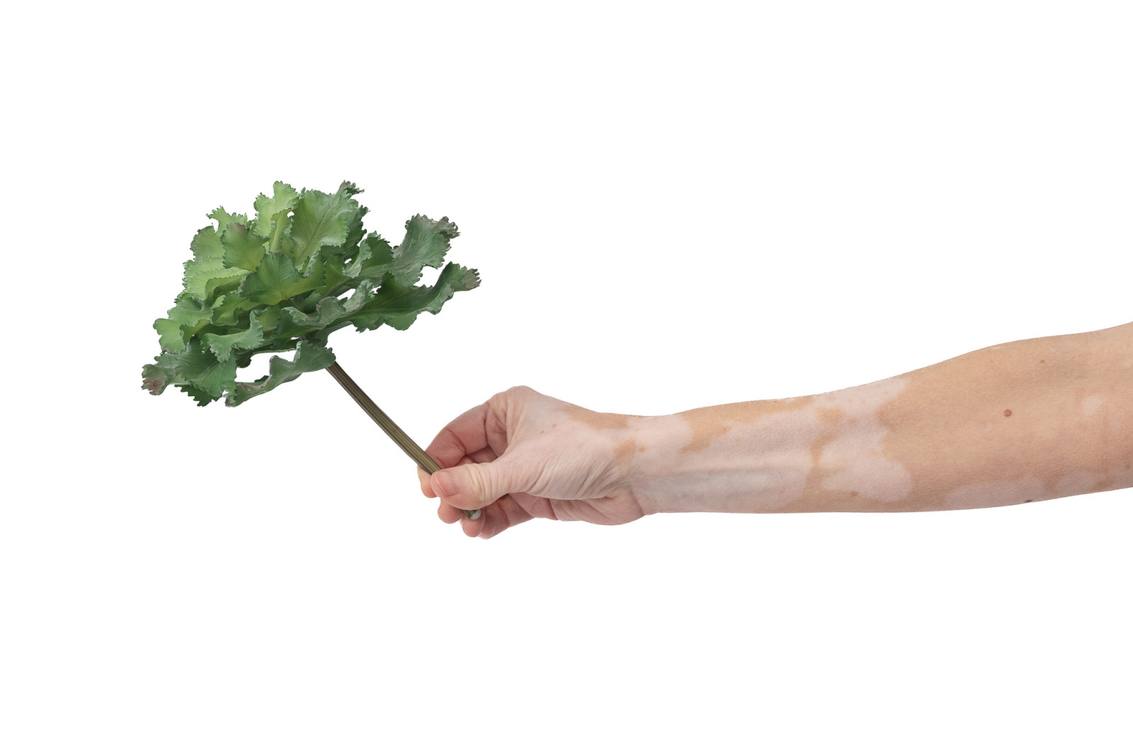 PHOCEALYS│Crassula - succulente artificielle piquet│Grossiste en végétaux artificiels