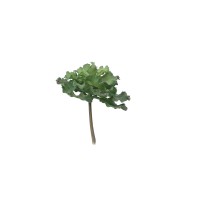 PHOCEALYS│Crassula - succulente artificielle piquet│Grossiste en végétaux artificiels