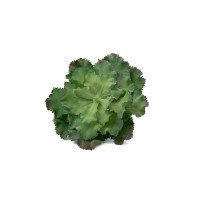 PHOCEALYS│Crassula - succulente artificielle piquet│Grossiste en végétaux artificiels