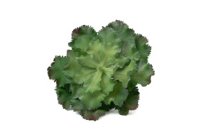 PHOCEALYS│Crassula - succulente artificielle piquet│Grossiste en végétaux artificiels