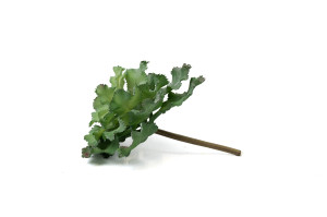 PHOCEALYS│Crassula - succulente artificielle piquet│Grossiste en végétaux artificiels