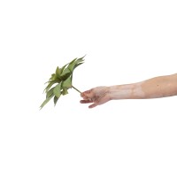 PHOCEALYS│Echeveria - succulente artificielle piquet│Grossiste en végétaux artificiels
